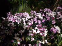 Albums/20200303-Kew Gardens/7